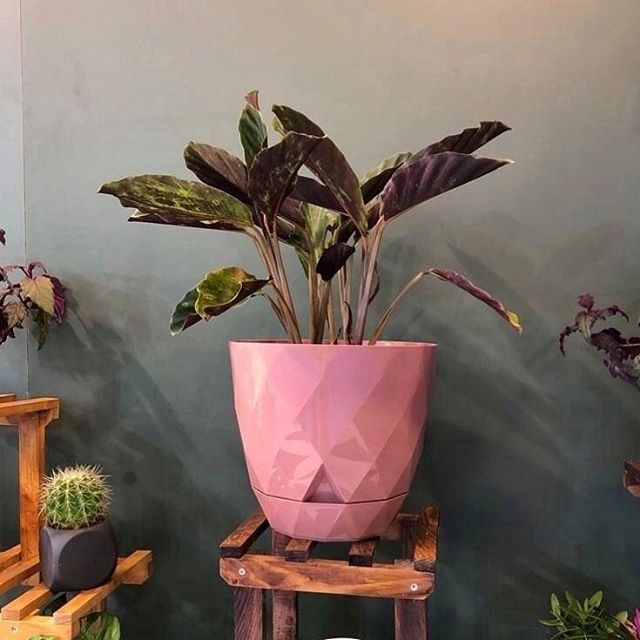 Self Watering Plant Pot